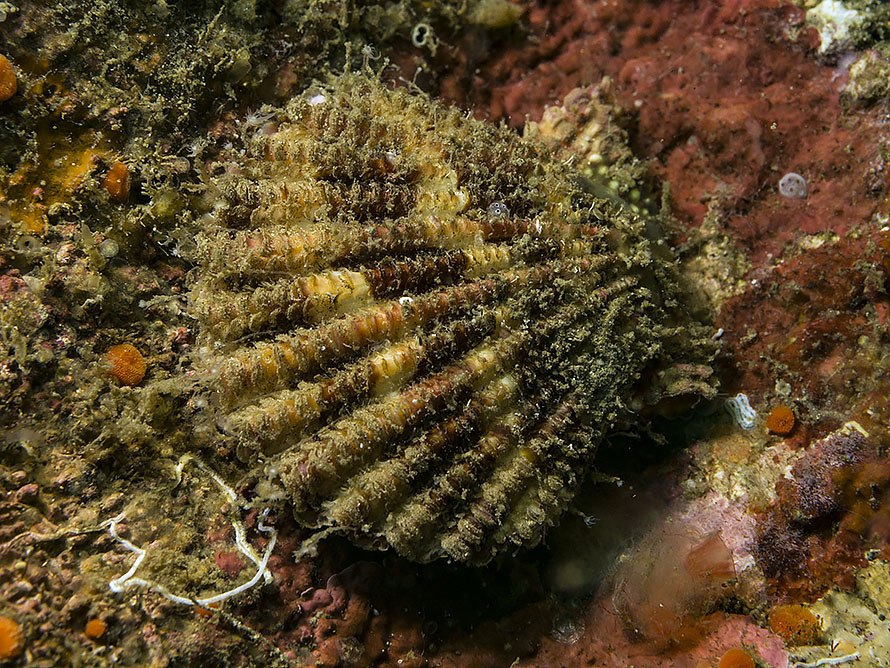 Pectinidae sp. 3